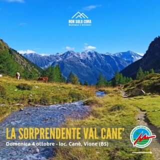📣 Domenica 4 ottobre NELLA SORPRENDENTE VAL CANE'

⛰ Solitaria e affascinante, la Val Canè regala un ambiente autentico e quasi intatto, abitato sui suoi versanti da numerosi stambecchi e camosci. In autunno l’atmosfera si accende con il colore cangiante dei boschi di larice, mentre per la valle riecheggia il roco bramito dei cervi in amore. 
🟢 Escursione impegnativa con dislivello significativo. Prima parte di salita per comoda e regolare mulattiera poi per sentiero via via più faticoso, con pendenze marcate ma mai eccessive. Il terreno è a tratti sconnesso, ma privo di difficoltà tecniche da segnalare.

Tutti i dettagli sono qui sotto e nel link che vi lascio di seguito, ma per qualsiasi informazione in più scrivetemi. Vi aspetto!

📅 DOMENICA 4 OTTOBRE
📍 RITROVI: 
– 06.10 a Quinzano d’Oglio (BS), parcheggio piazza Garibaldi
– 06.45 a Rodengo Saiano (BS), parcheggio presso Abbazia Olivetana
– 08.45 a Canè (BS), parcheggio loc. Ponte della Valle 
⬆️ ASCESA TOTALE: 1.050 m
➡️ SVILUPPO: 14 km
⏱ TEMPO DI MOVIMENTO: 6 h e 30' 
🦵🏼 IMPEGNO: alto
🎯DIFFICOLTÀ: Escursionistica
👫 GRUPPO: massimo 12 persone
💰 QUOTA: €. 25,00/persona
🟢 La quota include: organizzazione e assistenza di guida AMM, polizza RC, infortuni, costi di recupero, messaggistica satellitare per emergenze,

🔗 INFO E ISCRIZIONI: www.nonsolocima.it (link in bio e nelle storie) 

#accompagnatoridimediamontagna #guidealpinelombardia #escursioni #EscursioniLombardia #inmontagnaconlaguida