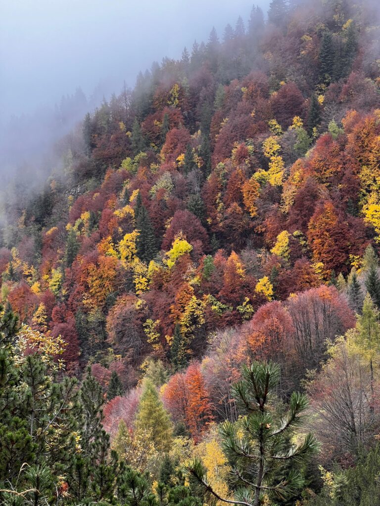 Colori del bosco autunnale