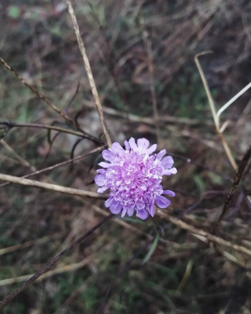 Dettagli del bosco
